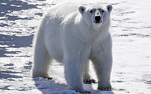 white Polar Bear HD wallpaper